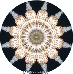 Kaliedoscopic image of a flamingo tongue on coral. by Patrick Reardon 